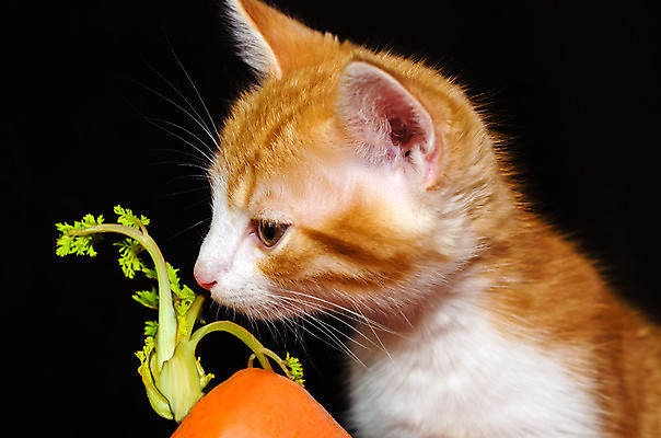 포토 JPG 해외이미지 동물 음식 농업 다이어트 채소 오렌지 재료 자연 검은배경 건강 요리 사람없음 초록색 반려동물 노란색 주방 고양이 줄무늬 당근 흰색 신선 작음 먹기 유기농 채식 수유 숙성 채식주의자 비건 해외202004 해외포토 웰빙 산업 컬러 백그라운드 무늬 과일 포유류 모션 뿌리채소 검은색 크기 생태계 파일형식 이미지허브