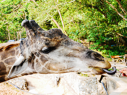 포토 JPG 해외이미지 동물 공원 얼굴 야생동물 음식 백그라운드 포유류 아프리카 태국 자연 하늘 초식동물 뿔 동물원 서기 사람 동양인 사람없음 야외 갈색 머리 입 황무지 큼 먹기 기린 사파리 피부 주기 코 목 전국 해외202004 해외포토 공공시설 나라 아시아 컬러 모션 인종 신체부위 크기 생태계 파일형식 이미지허브