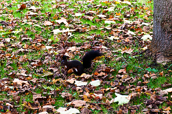 포토 JPG 해외이미지 나무 동물 공원 야생동물 음식 잎 포유류 자연 생물 털 씨앗 사람없음 야외 목재 빨간색 초록색 갈색 정원 회색 견과류 가을 설치류 모피 먹기 꼬리 다람쥐 솜털 내추럴 해외202004 해외포토 식물 계절 공공시설 컬러 재료 모션 생태계 파일형식 이미지허브