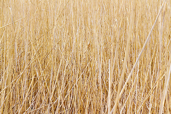 포토 JPG 해외이미지 줄기 백그라운드 건조 갈대 사람없음 노란색 해외202004 해외포토 식물 컬러 파일형식 이미지허브