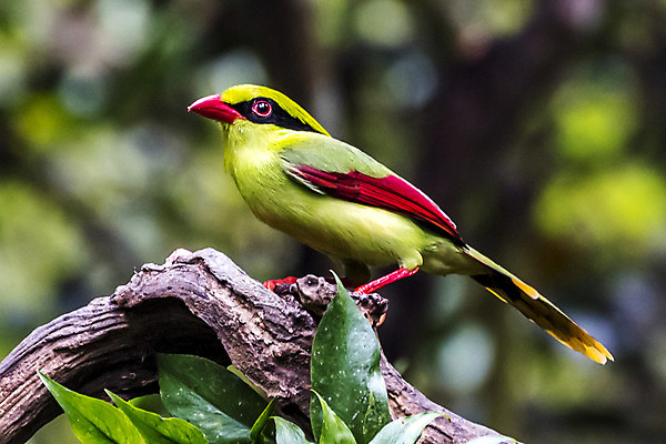 포토 JPG 해외이미지 동물 야생동물 여행 자연 조류 사람없음 야외 초록색 중국 흰색 사파리 내추럴 해외202004 해외포토 아시아 컬러 생태계 파일형식 이미지허브