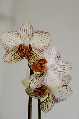 포토 JPG 해외이미지 식물 계절 기념일 꽃잎 꽃 선 줄기 꽃다발 결혼 백그라운드 꽃무늬 오렌지 자연 휴가 발렌타인데이 건강 선물 사랑 이벤트 사람없음 초록색 여름 노란색 스파 놀람 봄 덮개 벚꽃 흰색 신선 생일 개화 난초 우아함 다발 꽃집 순수 묘사 내추럴 고립 우수 정물화 해외202004 해외포토 감정 컬러 컨셉 무늬 과일 데이이벤트 표정 상점 뚜껑 절기 그림 생태계 파일형식 이미지허브