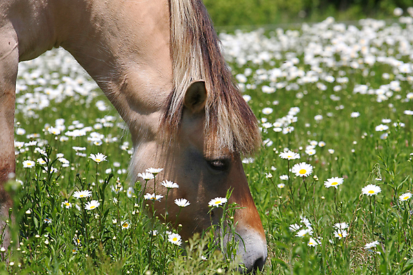 포토 JPG 해외이미지 동물 야생동물 2 밭 포유류 자연 엄마 노르웨이 사람없음 야외 농장 갈색 가축 경쟁 자녀 시골 아기 승마 카우보이 승차 갈기 조랑말 내추럴 망아지 기르기 방목장 해외202004 해외포토 유럽 새끼 스포츠 컬러 컨셉 농업 가족 모션 사람 말_동물 생태계 돌봄 파일형식 이미지허브
