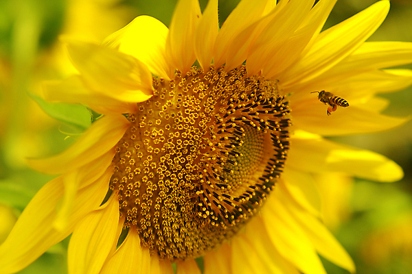 포토 JPG 해외이미지 식물 동물 꽃잎 꽃 곤충 백그라운드 꽃무늬 농업 자연 해바라기 풍경 사람없음 빛 햇빛 노란색 벚꽃 수분 벌 꽃가루 내추럴 해외202004 해외포토 산업 컬러 무늬 태양 가루 생태계 파일형식 이미지허브