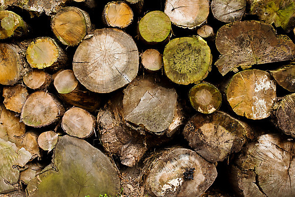 포토 JPG 해외이미지 나무 백그라운드 농업 자연 날씨 사람없음 목재 환경 손상 소나무 얼룩 거친 숲 자르기 질감 통나무 잡동사니 내추럴 그런지 벌목 수목 옛날 해외202004 해외포토 식물 산업 컨셉 재료 모션 생태계 파일형식 이미지허브