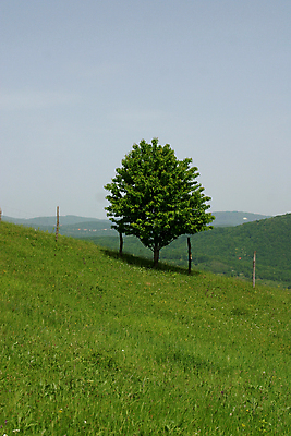 포토 JPG 해외이미지 주간 식물 밭 자연 하늘 풍경 사람없음 야외 초록색 파란색 시골 언덕 공터 내추럴 혼자 그리너리 해외202004 해외포토 자연요소 컬러 농업 생태계 파일형식 트랜드컬러 이미지허브