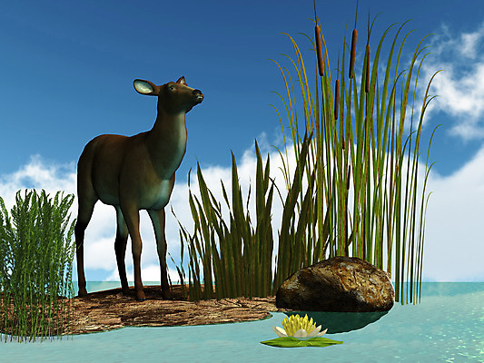 포토 JPG 해외이미지 식물 여자 꽃 포유류 사슴 사람없음 물 연못 습지 반추동물 해외202004 해외포토 자연요소 동물 사람 파일형식 이미지허브