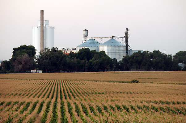 포토 JPG 해외이미지 식물 음식 줄기 백그라운드 밭 농업 자연 하늘 아침 건강 옥수수 풍경 사람없음 초록색 여름 농작물 농경지 우주 환경 식사 봄 수확 성장 시골 신선 먹이 땅 장면 밀짚 밭일 줄서기 수평선 세련 해외202004 해외포토 주간 계절 산업 컬러 모션 곡류 농장 짚 생태계 파일형식 이미지허브