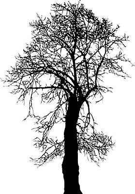 EPS 해외이미지 나무 식물 낙엽 잎 겨울 일러스트 자연 미술 풍경 가을 숲 고립 해외202004 해외일러스트 계절 문화예술 생태계 파일형식 벡터 이미지허브