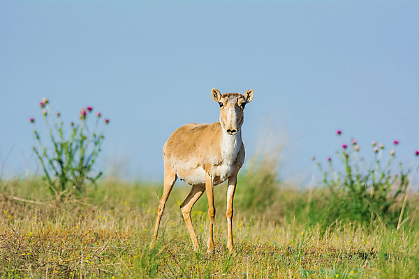 포토 JPG 해외이미지 동물 여자 남자 야생동물 포유류 자연 뿔 풍경 사람없음 뜨거움 군중 갈증 러시아 영양 가뭄 러시아인 스텝 해외202004 해외포토 서양인 유럽 날씨 사람 생태계 파일형식 이미지허브
