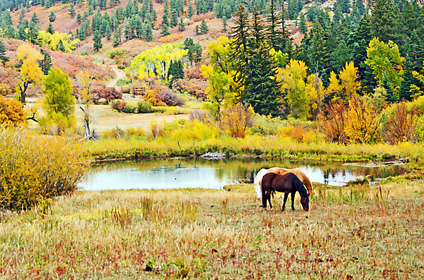 포토 JPG 해외이미지 나무 동물 호수 산 사람없음 컬러풀 가축 가을 연못 소나무 방목 먹기 언덕 찰과상 해외202004 해외포토 식물 계절 컬러 모션 축산업 상처 파일형식 이미지허브