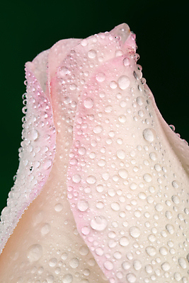 포토 JPG 해외이미지 식물 계절 꽃잎 꽃 꽃무늬 자연 표면 발렌타인데이 사랑 사람없음 물 장미 흰색 물방울 신선 액체 닫기 떨어짐 이슬 빗방울 순수 질감 열정 내추럴 해외202004 해외포토 자연요소 감정 컬러 컨셉 무늬 모션 데이이벤트 비_날씨 생태계 파일형식 이미지허브