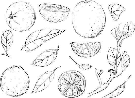 EPS 해외이미지 식물 음식 조각 잎 오렌지 과일 일러스트 부분 자연 귤 건강 초록색 세트 검은색 신선 원형 수집 손그림 고립 숙성 많음 해외202004 해외일러스트 도형 컬러 컨셉 생태계 파일형식 벡터 이미지허브