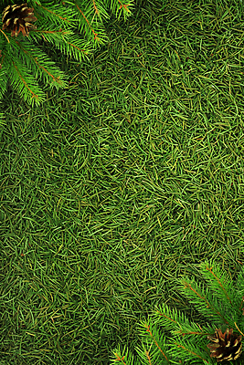 포토 JPG 해외이미지 모양 나무 식물 계절 백그라운드 잎 크리스마스 겨울 자연 휴가 새로움 새해 프레임 이벤트 사람없음 장식 초록색 축제 나뭇가지 축하 소나무 화려 가장자리 연도 질감 정사각형 뼈대 상록수 침엽수 전나무 내추럴 가문비나무 해외202004 해외포토 도형 기념일 컬러 컨셉 둘레 생태계 파일형식 이미지허브