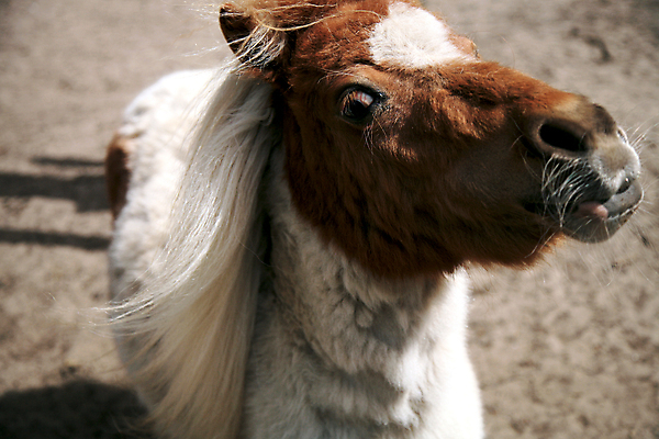 포토 JPG 해외이미지 동물 1 응시 얼굴 장난 부분 수염 털 사람없음 빨간색 농장 갈색 머리 흰색 표현 승마 닫기 묘사 입술 귀 조랑말 솜털 턱 방목장 배려 해외202004 해외포토 시선 스포츠 컬러 농업 모션 신체부위 말_동물 파일형식 이미지허브