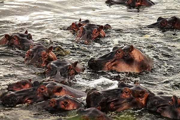 포토 JPG 해외이미지 동물 한마리 공원 얼굴 야생동물 여행 포유류 가족 아프리카 자연 휴식 국립공원 사람없음 물 강 젖음 연못 황무지 보호 씻기 위험 큼 엉덩이 비만 사파리 자연백그라운드 진흙 하마 케냐 무거움 주둥이 대가리 초식 탄자니아 해외202004 해외포토 자연요소 1 공공시설 나라 백그라운드 컨셉 관계 신체부위 청결 무게 크기 몸매 생태계 파일형식 이미지허브
