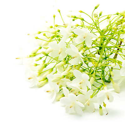 포토 JPG 해외이미지 꽃잎 꽃 별 자연 사람없음 초록색 물 정원 벚꽃 흰색 작음 향기 자두 해외202004 해외포토 자연요소 식물 컬러 과일 크기 생태계 냄새 파일형식 이미지허브