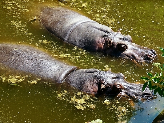 포토 JPG 해외이미지 동물 한마리 야생동물 포유류 아프리카 자연 휴가 동물원 사람없음 가로 물 관광지 컬러풀 황무지 유머 큼 사파리 하마 보츠와나 해외202004 해외포토 자연요소 1 감정 나라 컬러 여행 크기 생태계 파일형식 이미지허브