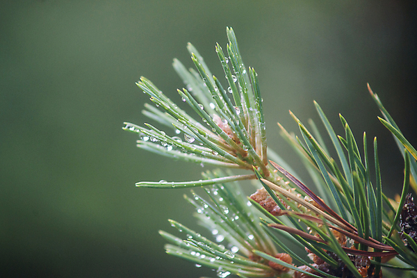 포토 JPG 해외이미지 나무 식물 계절 백그라운드 컨셉 크리스마스 겨울 자연 사람없음 목재 초록색 물 파란색 반짝임 젖음 흐름 흰색 물방울 나뭇가지 신선 소나무 닫기 떨어짐 숲 이슬 빗방울 순수 묘사 에코 유기농 질감 상록수 침엽수 전나무 내추럴 생태학 가문비나무 해외202004 해외포토 자연요소 웰빙 교육 기념일 컬러 재료 모션 환경 비_날씨 생태계 파일형식 이미지허브