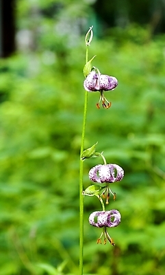 포토 JPG 해외이미지 식물 꽃잎 꽃 줄기 분홍색 잎 자연 사람없음 야외 빨간색 초록색 보라색 활발 벚꽃 신선 약초 숲 꽃가루 내추럴 꽃수술 생태학 시베리아 해외202004 해외포토 멸종위기종 교육 컬러 컨셉 풀_식물 가루 생태계 파일형식 이미지허브