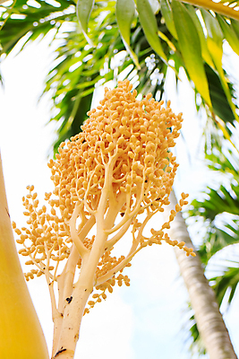 포토 JPG 해외이미지 나무 식물 열매 줄기 잎 크리스마스 과일 열대 사람없음 빨간색 컬러풀 노란색 정원 원형 여의주 해외202004 해외포토 도형 기념일 컬러 파일형식 이미지허브