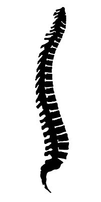 EPS 해외이미지 백그라운드 일러스트 뼈 골격 미술 그래픽 척추 그림 생물학 칼슘 해외202004 해외일러스트 교육 문화예술 파일형식 벡터 이미지허브