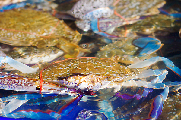 포토 JPG 해외이미지 동물 바다 백그라운드 육류 어류 풍경 사람없음 빨간색 컬러풀 파티 주방 식당 저녁식사 게 신선 시장 큼 시원함 먹기 해산물 준비 내추럴 광 식용 해외202004 해외포토 컬러 식재료 모션 갑각류 이벤트 상점 식사 수중동물 크기 파일형식 이미지허브