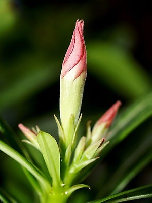 포토 JPG 해외이미지 식물 꽃잎 꽃 분홍색 꽃무늬 오렌지 자연 국화 사람없음 빨간색 여름 세트 컬러풀 장미 노란색 보라색 봄 활발 벚꽃 흰색 신선 개화 그룹 난초 변화 선택 백합 자르기 수집 달리아 제비꽃 묘사 코스모스 데이지 붓꽃 고립 섞기 아욱 많음 피튜니아 해외202004 해외포토 계절 컬러 컨셉 무늬 과일 모션 생태계 파일형식 이미지허브