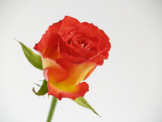 포토 JPG 해외이미지 꽃 한송이 실내 사람없음 장미 흰배경 해외202004 해외포토 식물 1 백그라운드 내부 흰색 송이 파일형식 이미지허브