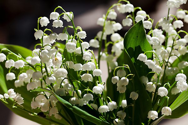 포토 JPG 해외이미지 식물 계절 공원 꽃잎 꽃 백그라운드 컨셉 잎 꽃무늬 밭 자연 사람없음 야외 초록색 정원 계곡 봄 성장 벚꽃 종 흰색 신선 개화 우아함 다발 순수 묘사 향기 아로마 내추럴 해외202004 해외포토 공공시설 컬러 무늬 농업 생태계 냄새 파일형식 이미지허브