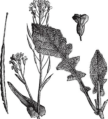 EPS 해외이미지 식물 잎 밭 채소 일러스트 요리 미술 씨앗 일본 검은색 샐러드 수확 골동품 흰색 머스터드 그림 뿌리 캘리포니아 거미 광택 판화 식용 옛날 카놀라 해외202004 해외일러스트 아시아 음식 컬러 곤충 농업 문화예술 미국 소스_음식 파일형식 벡터 이미지허브