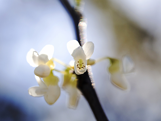 포토 JPG 해외이미지 꽃 분홍색 자연 하늘 사람없음 장식 파란색 컬러풀 햇빛 맑음 보라색 봄 벚꽃 내추럴 해외202004 해외포토 식물 계절 컬러 날씨 태양 생태계 파일형식 이미지허브