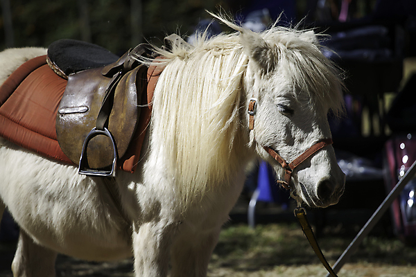 포토 JPG 해외이미지 행복 스포츠 백그라운드 밭 자연 건강 사람없음 야외 초록색 컬러풀 농장 기쁨 흰색 승마 승차 조랑말 해외202004 해외포토 감정 컬러 농업 모션 말_동물 생태계 파일형식 이미지허브