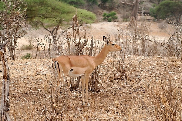 포토 JPG 해외이미지 동물 한마리 응시 야생동물 새끼 포유류 아프리카 자연 뿔 서기 사람없음 야외 옆모습 가로 초록색 갈색 일몰 황무지 고독 사파리 영양 케냐 노려봄 가젤 보호구역 사바나 초식 탄자니아 평야 해외202004 해외포토 1 시선 감정 나라 뷰포인트 컬러 모션 표정 노을 생태계 구역 파일형식 이미지허브