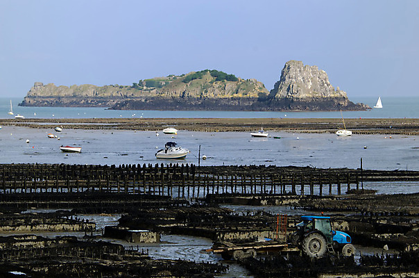 포토 JPG 해외이미지 전통 산업 문화 음식 바다 섬 자연 조류 연체동물 풍경 사람없음 야외 물 농장 껍질 굴 만 해산물 홍합 내추럴 밭일 소금물 해외202004 해외포토 자연요소 동물 농업 어패류 무척추동물 생태계 파일형식 이미지허브