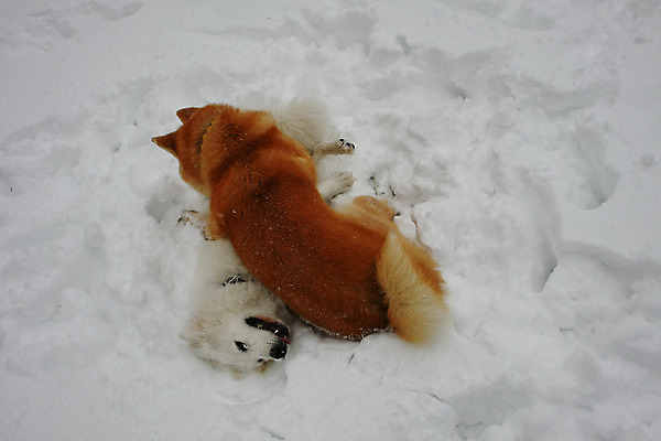 포토 JPG 해외이미지 주간 반려견 두마리 겨울 놀이 사람없음 야외 설원 산책 눈 강아지 놀기 해외202004 해외포토 자연요소 계절 2 모션 날씨 휴식 눈_날씨 반려동물 개 파일형식 이미지허브