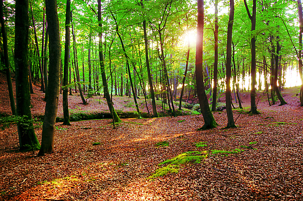 포토 JPG 해외이미지 나무 식물 계절 공원 산업 도로 길 호수 백그라운드 잎 자연 아침 그림자 풍경 사람없음 야외 초록색 여름 빛 세트 컬러풀 햇빛 태양 평화 일출 환경 맑음 일몰 봄 하이킹 가을 황무지 숲 장면 공상 내추럴 해외202004 해외포토 주간 자연요소 공공시설 컬러 컨셉 교통시설 레저 날씨 노을 생태계 파일형식 이미지허브