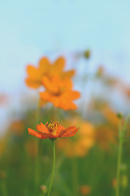 포토 JPG 해외이미지 식물 꽃 백그라운드 꽃무늬 자연 추상 사람없음 초록색 노란색 우주 봄 벚꽃 코스모스 상쾌 내추럴 블러 해외202004 해외포토 계절 감정 컬러 무늬 생태계 파일형식 이미지허브