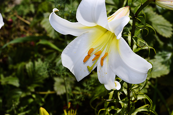 포토 JPG 해외이미지 식물 계절 공원 꽃잎 꽃 꽃다발 백그라운드 잎 꽃무늬 자연 사람없음 야외 초록색 여름 정원 봄 활발 에너지 벚꽃 흰색 투명 개화 우아함 달콤 백합 큼 다발 싱글 향기 내추럴 강렬 힘찬 안락 해외202004 해외포토 공공시설 컬러 컨셉 무늬 맛 크기 생태계 냄새 파일형식 이미지허브