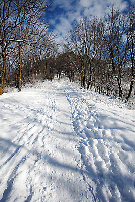 포토 JPG 해외이미지 나무 계절 공원 도로 길 여행 백그라운드 겨울 자연 하늘 날씨 휴가 새로움 산 풍경 사람없음 야외 파란색 빛 햇빛 냉동 얼음 추위 덮개 백발 흰색 나뭇가지 시골 숲 시원함 12월 서리 장면 마법 1월 내추럴 눈내림 해외202004 해외포토 자연요소 식물 헤어스타일 공공시설 컬러 컨셉 교통시설 눈_날씨 태양 뚜껑 날짜 생태계 파일형식 이미지허브