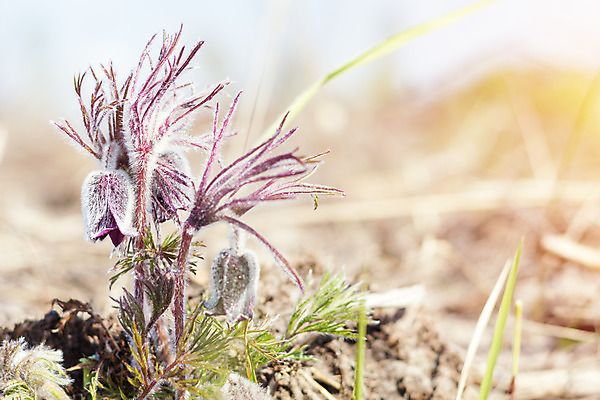 포토 JPG 해외이미지 식물 계절 꽃 백그라운드 꽃무늬 자연 바람 산 풍경 사람없음 야외 초록색 파란색 우주 보라색 봄 들꽃 성장 벚꽃 신선 개화 제비꽃 보케 내추럴 블러 아네모네 해외202004 해외포토 자연요소 컬러 무늬 날씨 생태계 파일형식 이미지허브