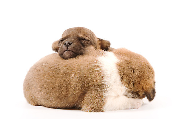 포토 JPG 해외이미지 동물 얼굴 새로움 함께함 사람없음 친구 반려동물 아기 잠 개 달콤 강아지 형제 송곳니 동반자 해외202004 해외포토 남자 컨셉 포유류 가족 관계 사람 신체부위 맛 치아 파일형식 이미지허브