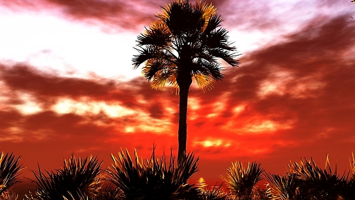 포토 JPG 해외이미지 공원 자연 하늘 열대 파노라마 풍경 사람없음 야외 일출 환경 황혼 일몰 새벽 다양 시골 저수지 황무지 티켓 보호 습지 저녁 숲 생태계 서식지 변소 생태학 지리 플로리다 목가 해외202004 해외포토 자연요소 공공시설 교육 다수 컨셉 촬영기법 노을 미국 야간 파일형식 이미지허브