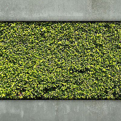 포토 JPG 해외이미지 식물 디자인 외관 공원 꽃 벽 백그라운드 잎 패턴 밭 자연 벽지 표면 추상 바닥 잔디 사람없음 야외 건물 초록색 유행 환경 봄 카펫 회색 도시 거친 보호 허브 묘사 생태계 질감 시멘트 내추럴 땅바닥 생태학 엘리먼트 콘크리트 해외202004 해외포토 건축물 계절 공공시설 교육 컬러 컨셉 무늬 농업 파일형식 이미지허브