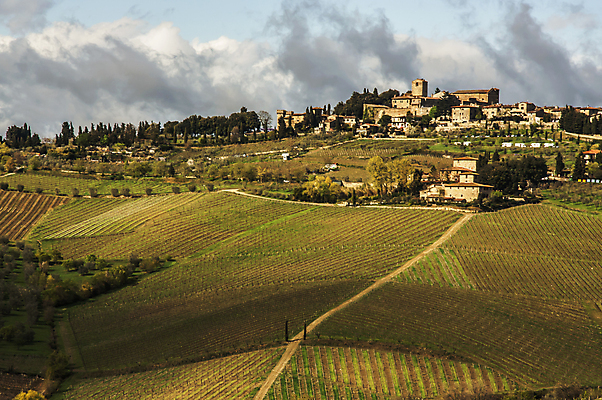 포토 JPG 해외이미지 나무 유럽 여행 밭 자연 포도 주택 풍경 사람없음 야외 초록색 농장 농경지 와인 이탈리아 시골 빌라 언덕 시력 포도밭 포도나무 밭일 양조장 토스카나 해외202004 해외포토 식물 나라 컬러 농업 과일 주류 건물 과일나무 생태계 파일형식 이미지허브
