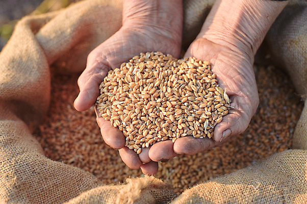 포토 JPG 해외이미지 식물 전통 손 문화 음식 빵 밭 농업 가방 자연 노동자 건강 요리 씨앗 사람 사람없음 농작물 농장 노란색 수확 성장 가을 시골 거친 주름 그룹 황금 농부 시리얼 밀 시작 유기농 원예 보리 섬유 구김 숙성 옛날 파종 세련 전경 해외202004 해외포토 직업 웰빙 잡화 계절 산업 컬러 모션 곡류 풍경 취미 신체부위 농사 직물 생태계 파일형식 탑뷰 이미지허브