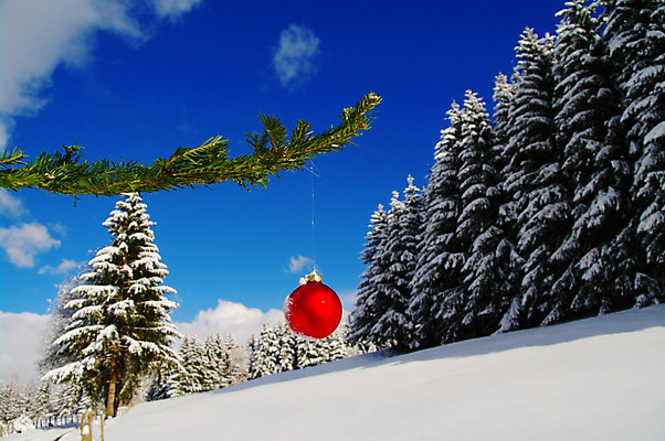 포토 JPG 해외이미지 나무 식물 1 전통 디자인 계절 크리스마스 겨울 밭 공 자연 휴가 기념 사람없음 야외 장식 빨간색 크리스마스트리 평화 우주 축제 장식볼 추위 흰색 나뭇가지 소나무 원형 눈송이 고독 12월 묘사 싱글 심플 전나무 강렬 노엘 눈내림 해외202004 해외포토 도형 기념일 감정 컬러 컨셉 농업 눈_날씨 날짜 생태계 파일형식 이미지허브
