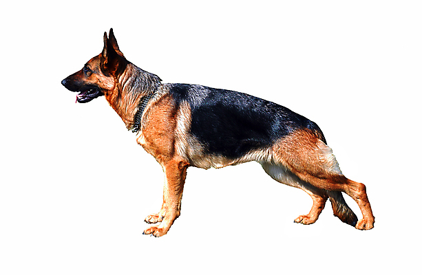 포토 JPG 해외이미지 동물 포유류 생물 경비 성인 사람없음 옆모습 반려동물 갈색 검은색 성장 개 큼 모피 가득함 사냥개 송곳니 고립 기르기 동반자 해외202004 해외포토 뷰포인트 컬러 안전 사람 치아 보호 크기 돌봄 파일형식 이미지허브