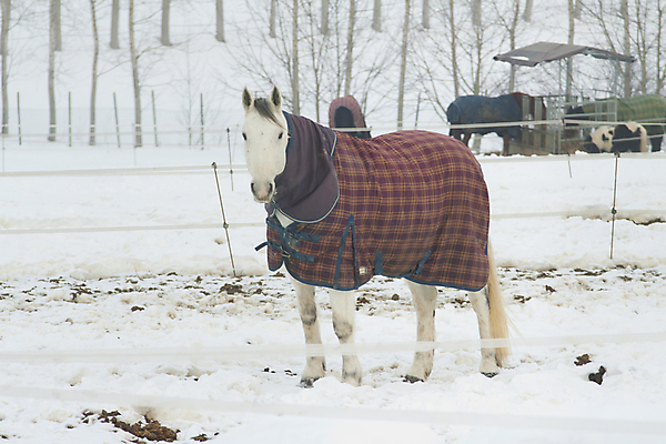 포토 JPG 해외이미지 동물 계절 남자 겨울 밭 포유류 모션 자연 하늘 풍경 사람없음 야외 목재 파란색 빛 달리기 태양 농장 힘 회색 추위 자유 흰색 만 승마 속도 기르기 달리기선수 무료 해외202004 해외포토 자연요소 나무 스포츠 컬러 컨셉 농업 재료 사람 생태계 육상선수 돌봄 파일형식 이미지허브