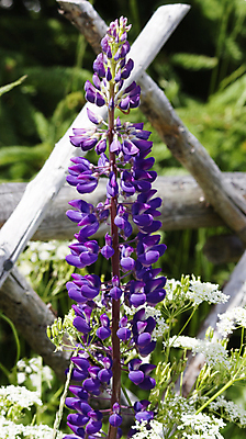 포토 JPG 해외이미지 꽃 캐나다 자연 풍경 사람없음 목재 여름 울타리 보라색 벚꽃 시골 내추럴 해외202004 해외포토 나무 식물 계절 컬러 북아메리카 재료 담장 생태계 파일형식 이미지허브